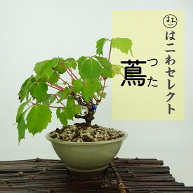 盆栽 蔦 樹高 約14〜16cm つた Parthenocissus tricuspidata ツタ つる性 ブドウ科 ツタ属 落葉樹 庭木 観賞用 小品 数量物 セレクト 送料無料
