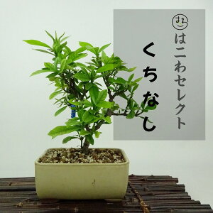 ~ q  15`17cm Ȃ Gardenia jasminoides N`iV AJl Ύ Ϗܗp i ʕ ZNg