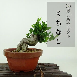 ~ q  12`14cm Ȃ Gardenia jasminoides N`iV AJl Ύ Ϗܗp i ʕ ZNg 