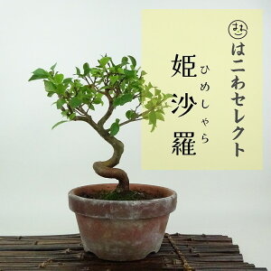 ~ P  19`20cm Ђ߂ Stewartia monadelpha qV coL iccoL t Ϗܗp i ʕ ZNg 