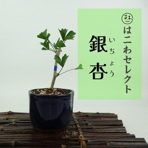 ~   10`12cm 傤 Ginkgo biloba C`E gt C`E t Ϗܗp i ʕ ZNg