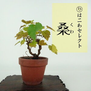 盆栽 桑 樹高 約10〜11cm くわ Morus australis クワ クワ科 落葉樹 観賞用 小品 数量物 セレクト
