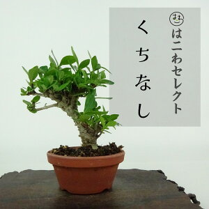 ~ q  8`9cm Ȃ Gardenia jasminoides N`iV AJl Ύ ӏܗp Ϗܗp i ʕ ZNg 