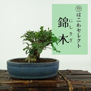 ~ і  9`10cm ɂ Euonymus alatus jVLM jVLM t ӏܗp Ϗܗp i ʕ ZNg 