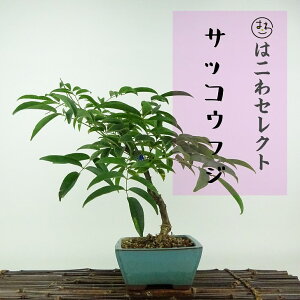 ~  TbREtW  25`26cm Millettia reticulata ӂ 鐫 } ictW t ӏܗp Ϗܗp ʕ ZNg 