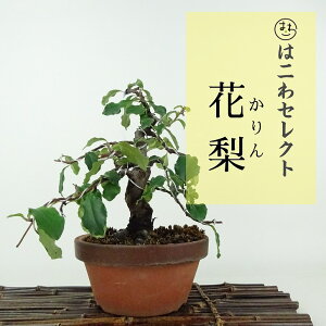 ~ ԗ  18`20cm  Pseudocydonia sinensis J o t ӏܗp Ϗܗp i ʕ ZNg 