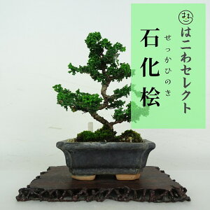 ~ O ΉO  11`15cm Ђ̂ Chamaecyparis obtusa ZbJqmL qmL Ύ ӏܗp Ϗܗp i ʕ ZNg 