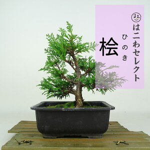 ~ O  19`21cm Ђ̂ Chamaecyparis obtusa qmL qmL Ύ ӏܗp Ϗܗp i ʕ ZNg 