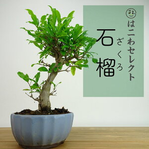 ~ Ξ  24`25cm  Punica granatum UN ~\nM UN t Ϗܗp ʕ ZNg 