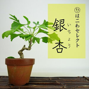 ~   16`18cm 傤 Ginkgo biloba C`E gt C`E t Ϗܗp i ʕ ZNg 