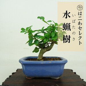 ~ X  8~10cm ڂ̂ Ligustrum obtusifolium C{^mL NZC C{^mL t ӏܗp Ϗܗp i ʕ ZNg