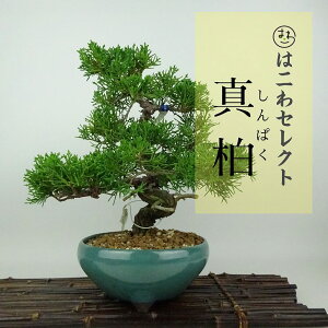 ~ ^  22`24cm ς Juniperus chinensis VpN qmL Ύ Ϗܗp ʕ ZNg 