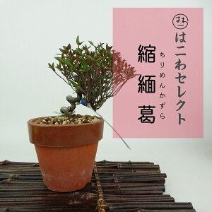 ~ kɊ  8`10cm ߂񂩂 tirimenkazura `JY eCJJY 鐫 Ύ Ϗܗp i ʕ ZNg 