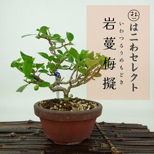 ~ ■~[  12`14cm 邤߂ǂ Celastrus orbiculatus var.strigillosus CcEhL 鐫 jVLM cEhL t Ϗܗp i ʕ ZNg