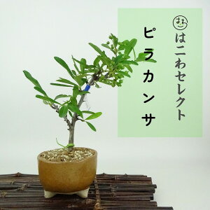 ~ sJT  14`16cm Pyracantha o Ύ Ϗܗp i ʕ ZNg