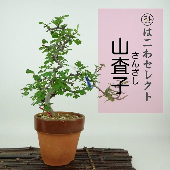 楽天市場】盆栽 山査子 樹高 約16〜18cm さんざし Crataegus cuneata 