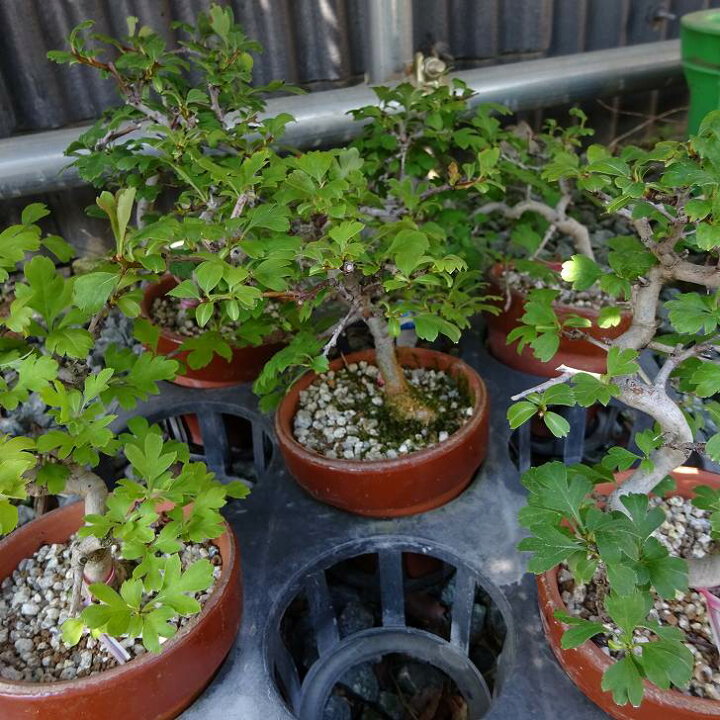 楽天市場】盆栽 山査子 樹高 約16〜18cm さんざし Crataegus cuneata 