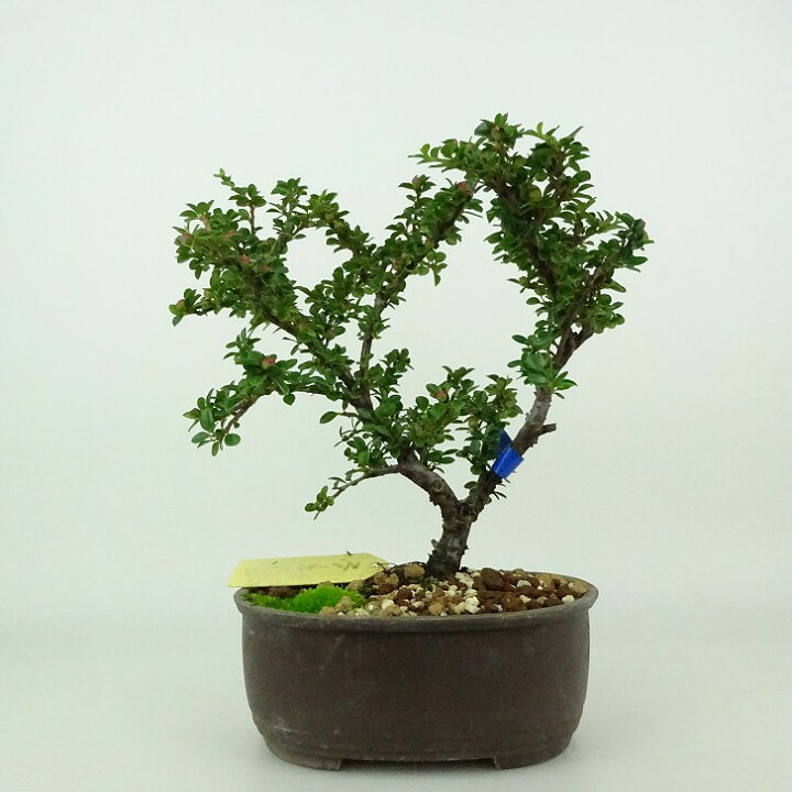 楽天市場】盆栽 紅紫檀 樹高 約16～18cm べにしたん Cotoroneaster 