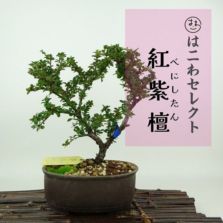 楽天市場】盆栽 紅紫檀 樹高 約16～18cm べにしたん Cotoroneaster 