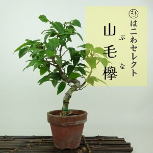 ~ RџO  21`22cm Ԃ Fagus crenata ui ui t Ϗܗp ʕ ZNg 