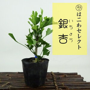 ~   12`14cm 傤 Ginkgo biloba C`E gt C`E t Ϗܗp i ʕ ZNg