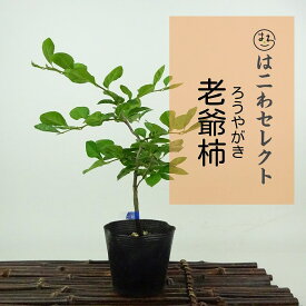 盆栽 老爺柿 樹高 約18～20cm ろうやがき Diospyros rhombifolia ロウヤガキ カキノキ科 落葉～半落葉樹 観賞用 小品 数量物 セレクト