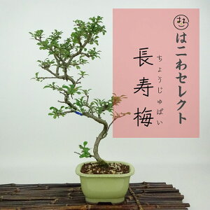 ~ ~ ~  28`30cm 傤΂ Chaenomeles japonica 'Chojubai' `EWoC o {P t Ϗܗp ʕ ZNg 