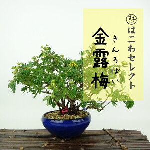 ~ I~  13`15cm ΂ Dasiphora fruticosa LoC  o LoC t Ϗܗp i ʕ ZNg