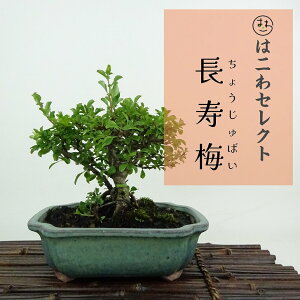 ~ ~ ~  13`15cm 傤΂ Chaenomeles japonica 'Chojubai' `EWoC o {P t Ϗܗp i ʕ ZNg 