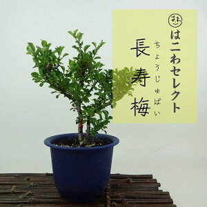~ ~ ~  16`18cm 傤΂ Chaenomeles japonica 'Chojubai' `EWoC o {P t Ϗܗp i ʕ ZNg 