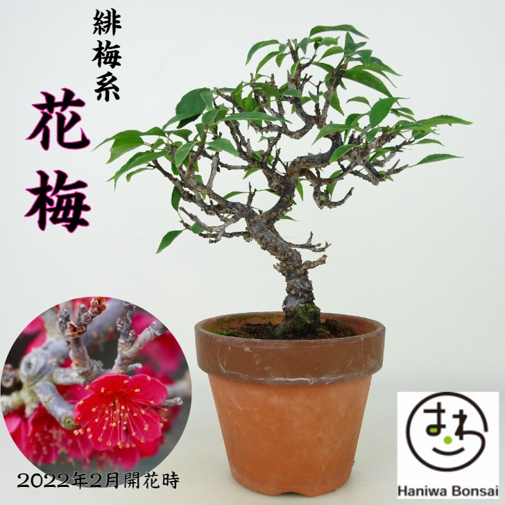 新作人気 正規認証品 新規格 素敵な雑木の盆栽です 盆栽 花梅 うめ Prunus mume ウメ 緋梅 