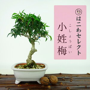 ~ ~  19`20cm 傤΂ Ilex serrata var.subtilis RVEoC `mL t Ϗܗp i ʕ ZNg 