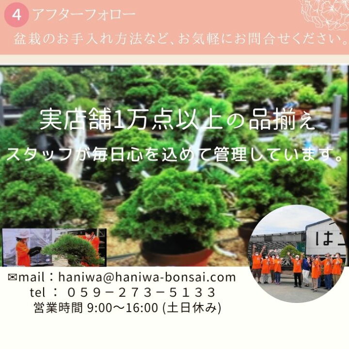 楽天市場】【中古】盆栽鉢 九谷美山 丸鉢 中古鉢 送料無料 : 盆栽はニ 