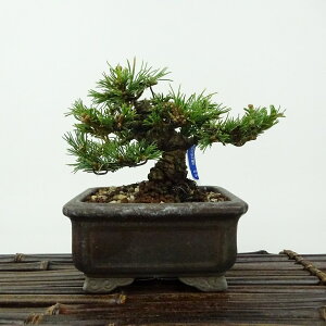 ~  ܗt   8cm 悤܂ Pinus parviflora SE}c }c ΐjt Ϗܗp i i