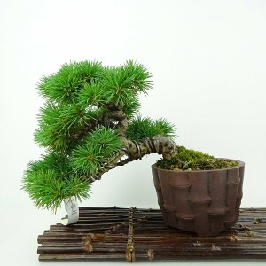 ~  ܗt  14cm 悤܂ Pinus parviflora SE}c }c ΐjt Ϗܗp i i 