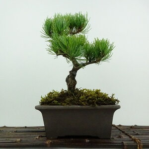 ~  ܗt ㏼  22cm 悤܂ Pinus parviflora SE}c }c ΐjt ӏܗp Ϗܗp i 