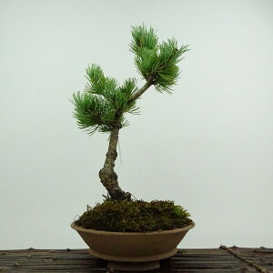 ~  ܗt ㏼  30cm 悤܂ Pinus parviflora SE}c }c ΐjt ӏܗp Ϗܗp i