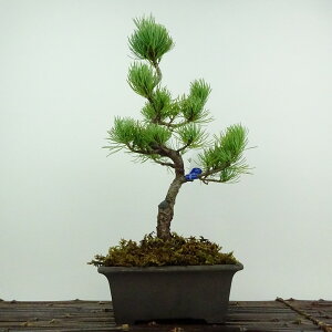 ~  ܗt ㏼  31cm 悤܂ Pinus parviflora SE}c }c ΐjt ӏܗp Ϗܗp i 
