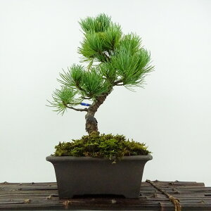 ~  ܗt ㏼  28cm 悤܂ Pinus parviflora SE}c }c ΐjt ӏܗp Ϗܗp i 
