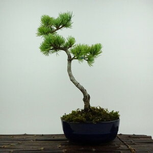 ~  ܗt ㏼  32cm 悤܂ Pinus parviflora SE}c }c ΐjt ӏܗp Ϗܗp i 