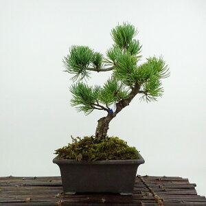 ~  ܗt ㏼  25cm 悤܂ Pinus parviflora SE}c }c ΐjt ӏܗp Ϗܗp i 