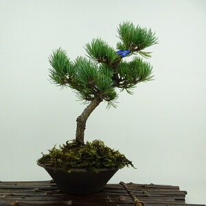 ~  ܗt ㏼  24cm 悤܂ Pinus parviflora SE}c }c ΐjt ӏܗp Ϗܗp i 