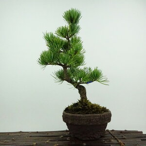 ~  ܗt ㏼  29cm 悤܂ Pinus parviflora SE}c }c ΐjt ӏܗp Ϗܗp i 