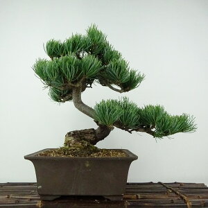 ~  ܗt  25cm 悤܂ Pinus parviflora SE}c }c ΐjt ӏܗp Ϗܗp i