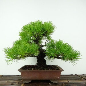 盆栽 松 五葉松 樹高 約21cm ごようまつ Pinus parviflora ゴヨウマツ マツ科 常緑針葉樹 鑑賞用 観賞用 現品