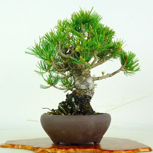 五葉松 盆栽 植木」の人気商品一覧・価格比較 - 価格.com