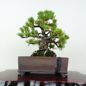 ~  ܗt  18cm 悤܂ Pinus parviflora SE}c }c ΐjt ӏܗp Ϗܗp i i