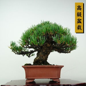 ~  ܗt  18.5cm 悤܂ ~ Pinus parviflora SE}c }c ΐjt ӏܗp Ϗܗp i i
