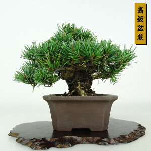 ~  ܗt  11cm 悤܂ ~ Pinus parviflora SE}c }c ΐjt ӏܗp Ϗܗp i i