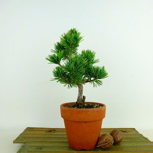 盆栽 松 五葉松 樹高 約16cm ごようまつ Pinus parviflora ゴヨウマツ マツ科 常緑針葉樹 観賞用 小品 現品 送料無料